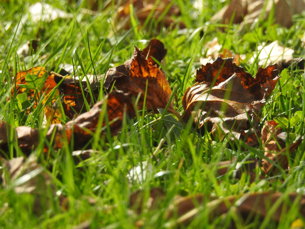 Barzăunul: insecta periculoasă și rolul său în ecosistem