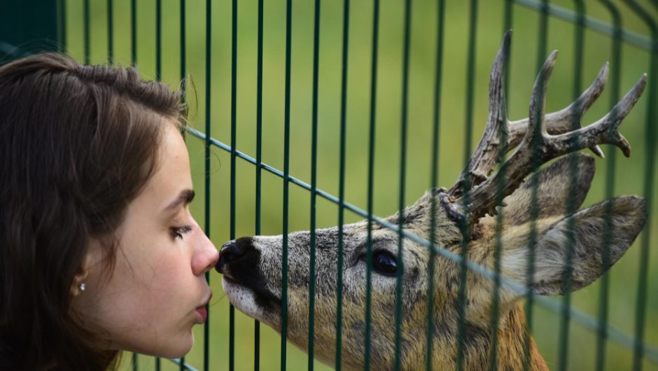 Care este cel mai periculos animal de pe planetă și de ce?